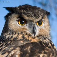European Eagle Owl